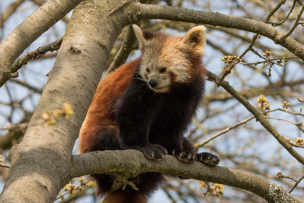 Kleiner Panda