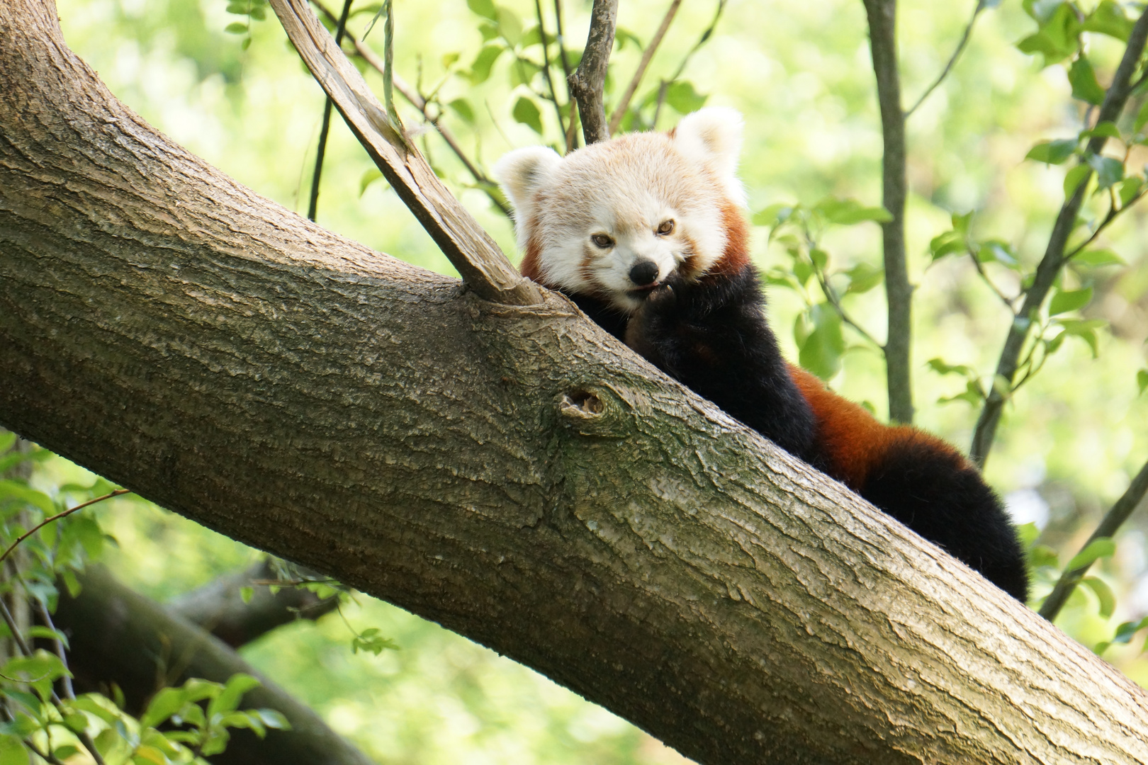 Kleiner Panda