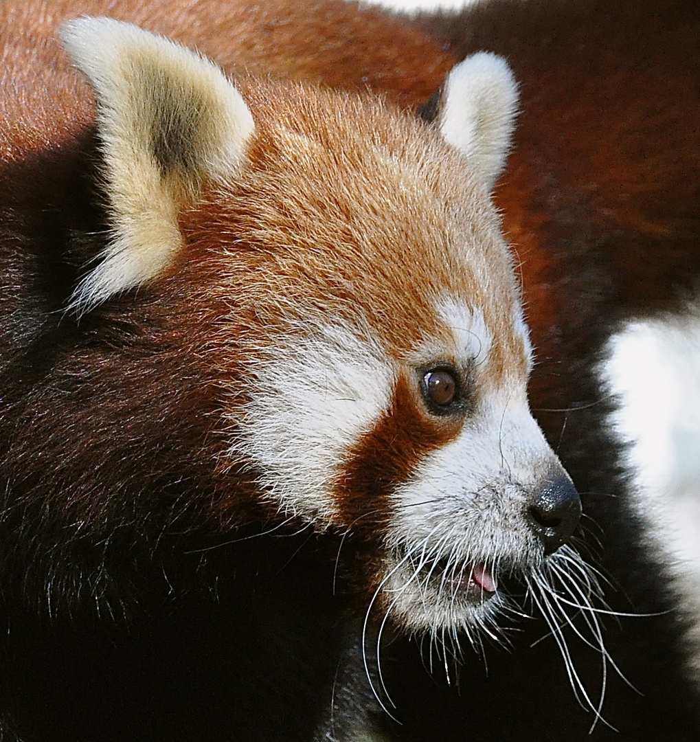 kleiner Panda Bär