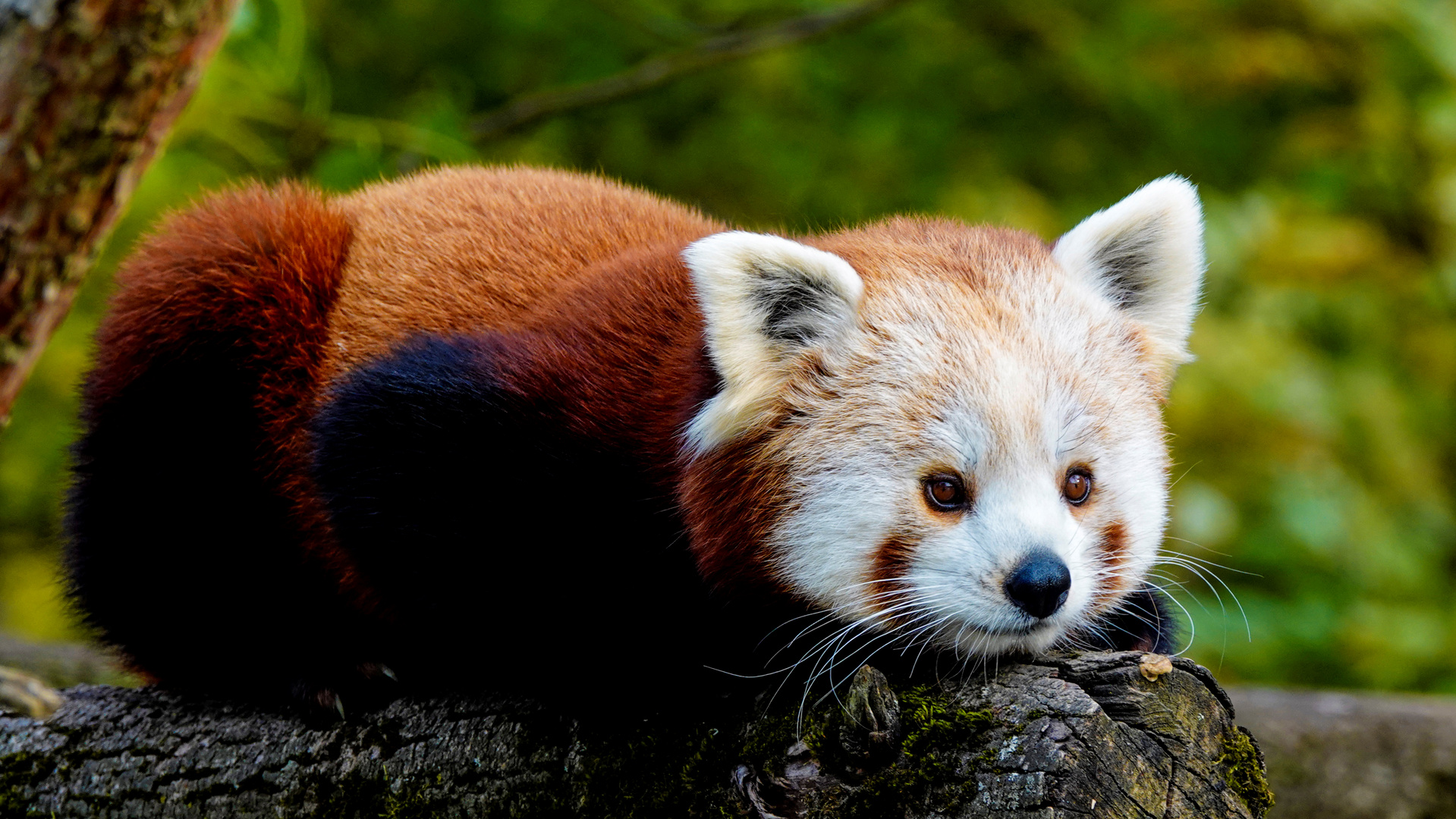 Kleiner Panda Bär