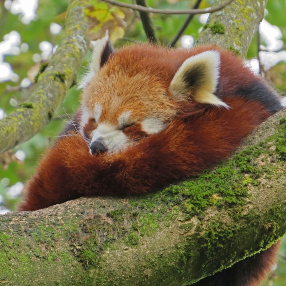 Kleiner Panda-Bär, Hellabrunn, München