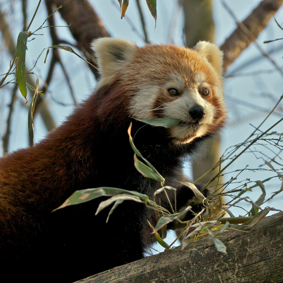 Kleiner Panda bei der Bambus-Brotzeit