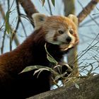 Kleiner Panda bei der Bambus-Brotzeit