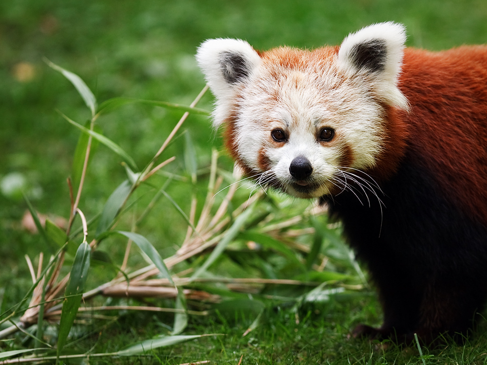 Kleiner Panda bei Lieblingsbeschäftigung