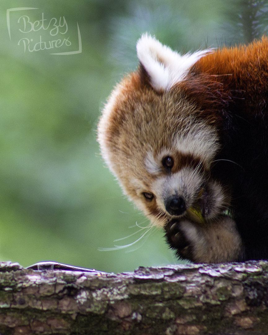 Kleiner Panda beim Fressen