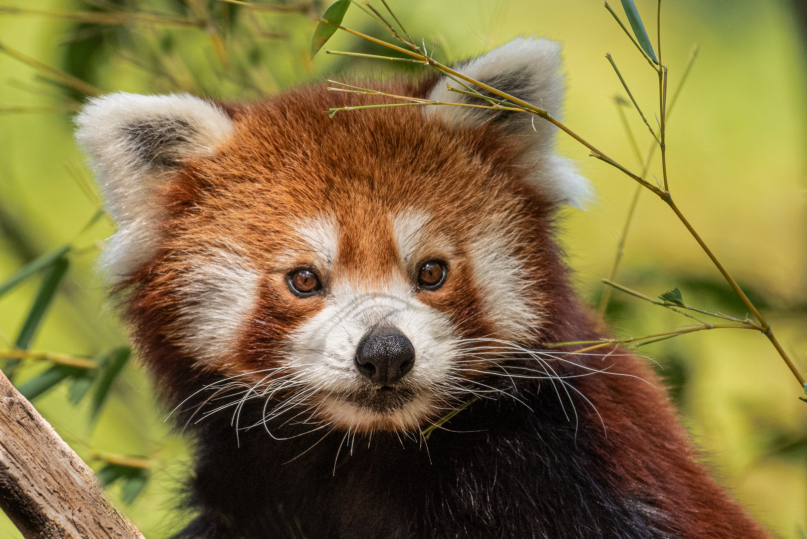 Kleiner Panda