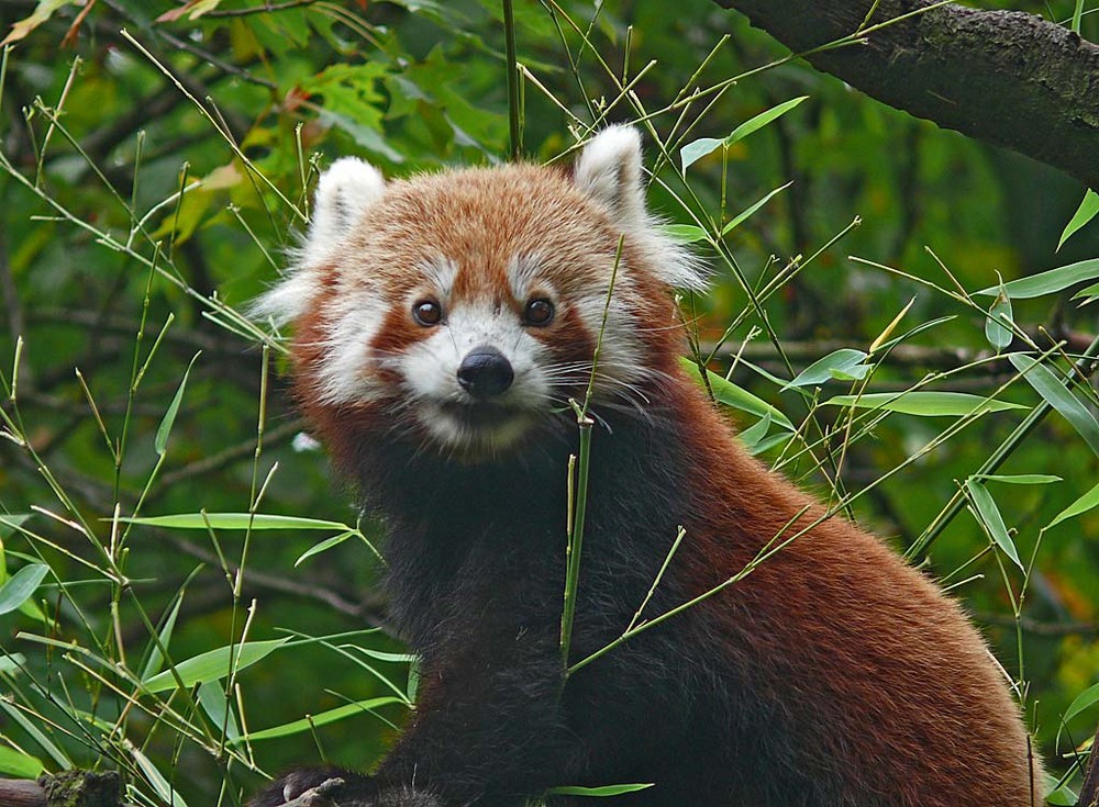 Kleiner Panda von Jens Schade