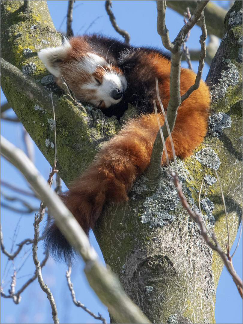 Kleiner Panda