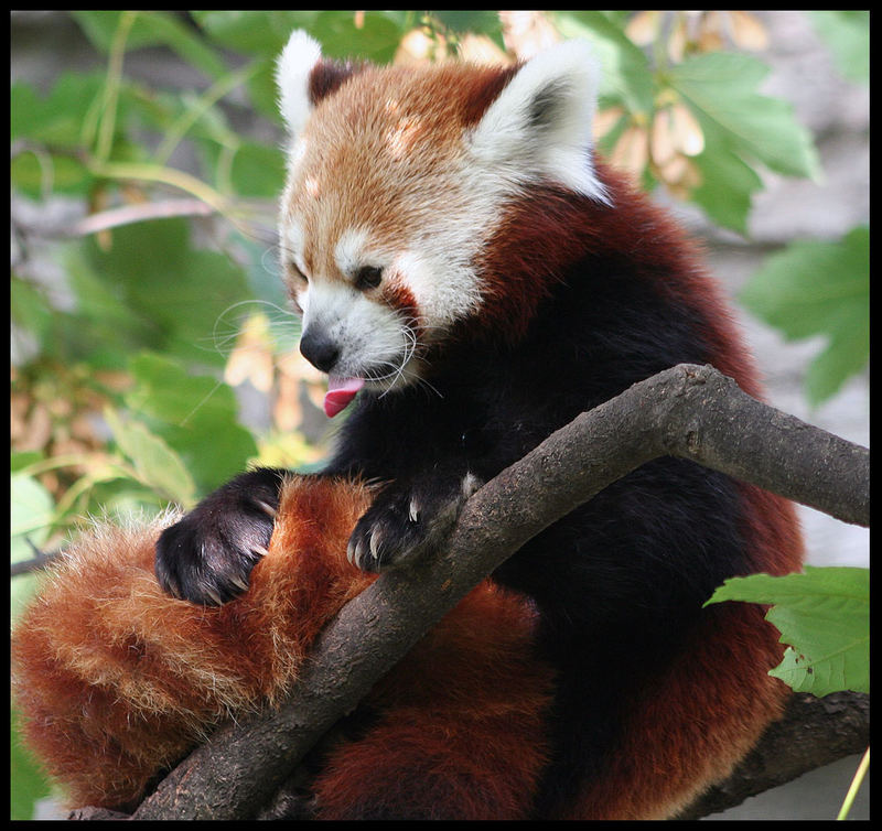 Kleiner Panda