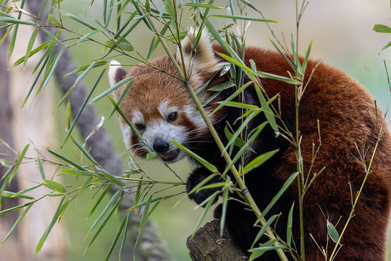 Kleiner Panda