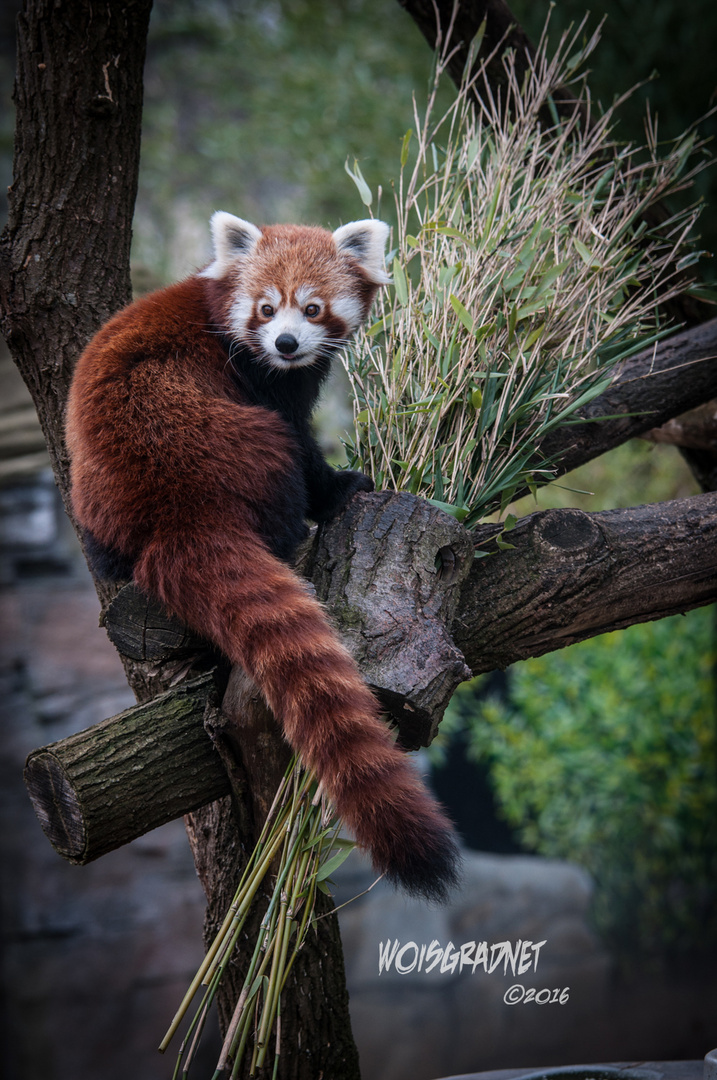 kleiner Panda