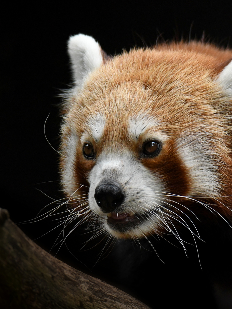 Kleiner Panda