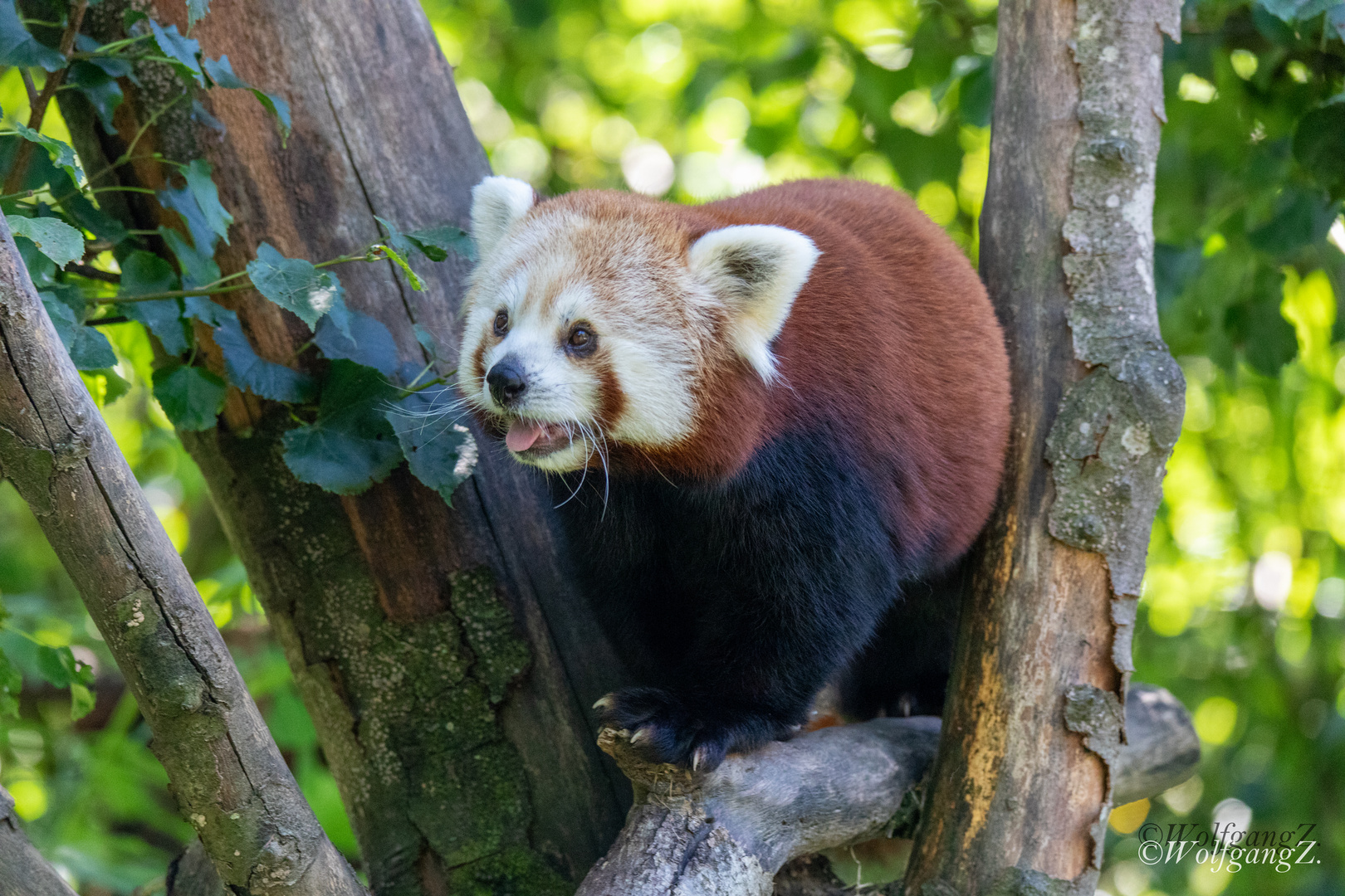 kleiner Panda