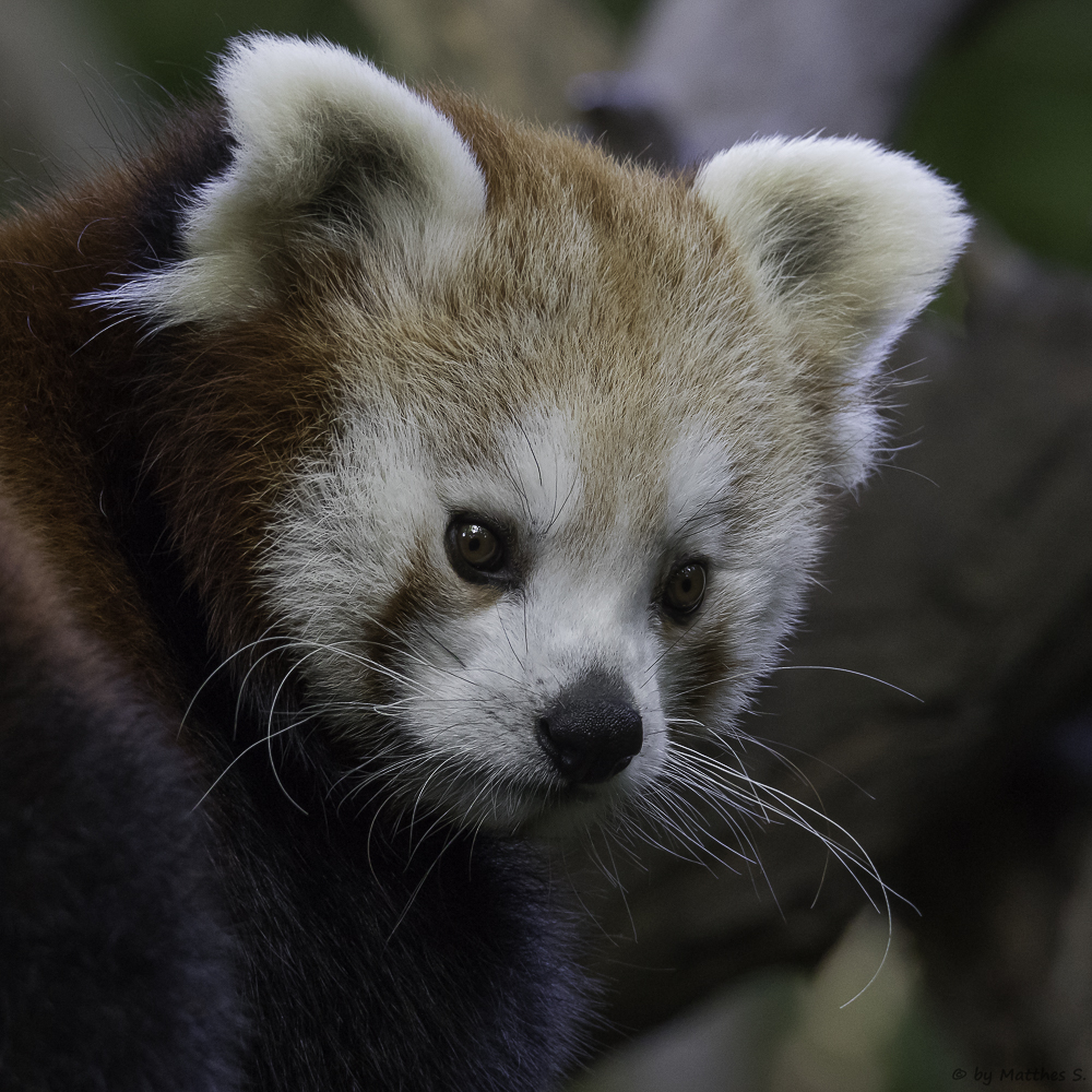 kleiner Panda