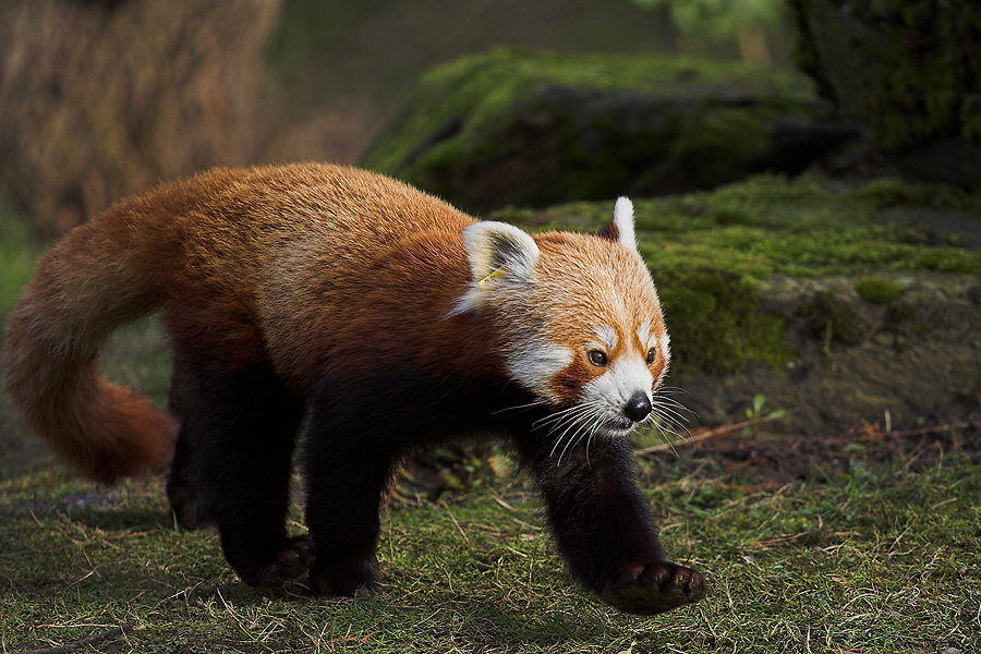 Kleiner Panda