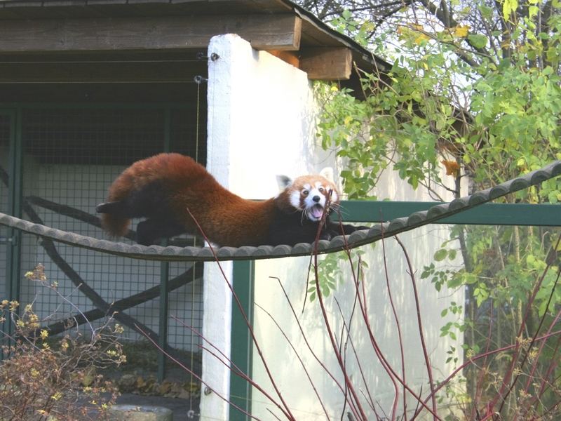 Kleiner Panda