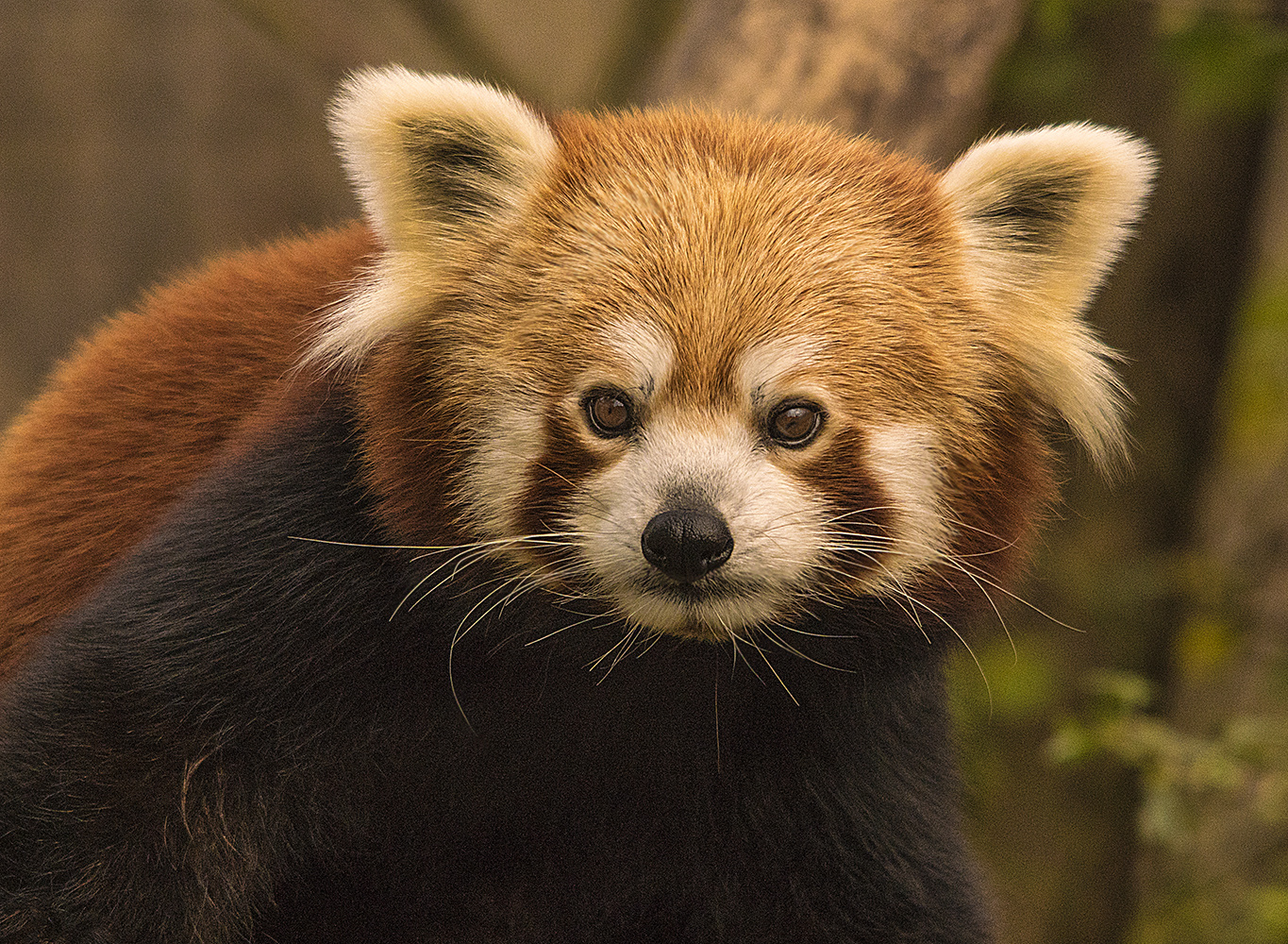 Kleiner Panda