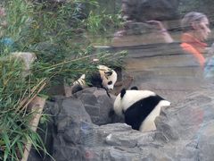 kleiner Panda