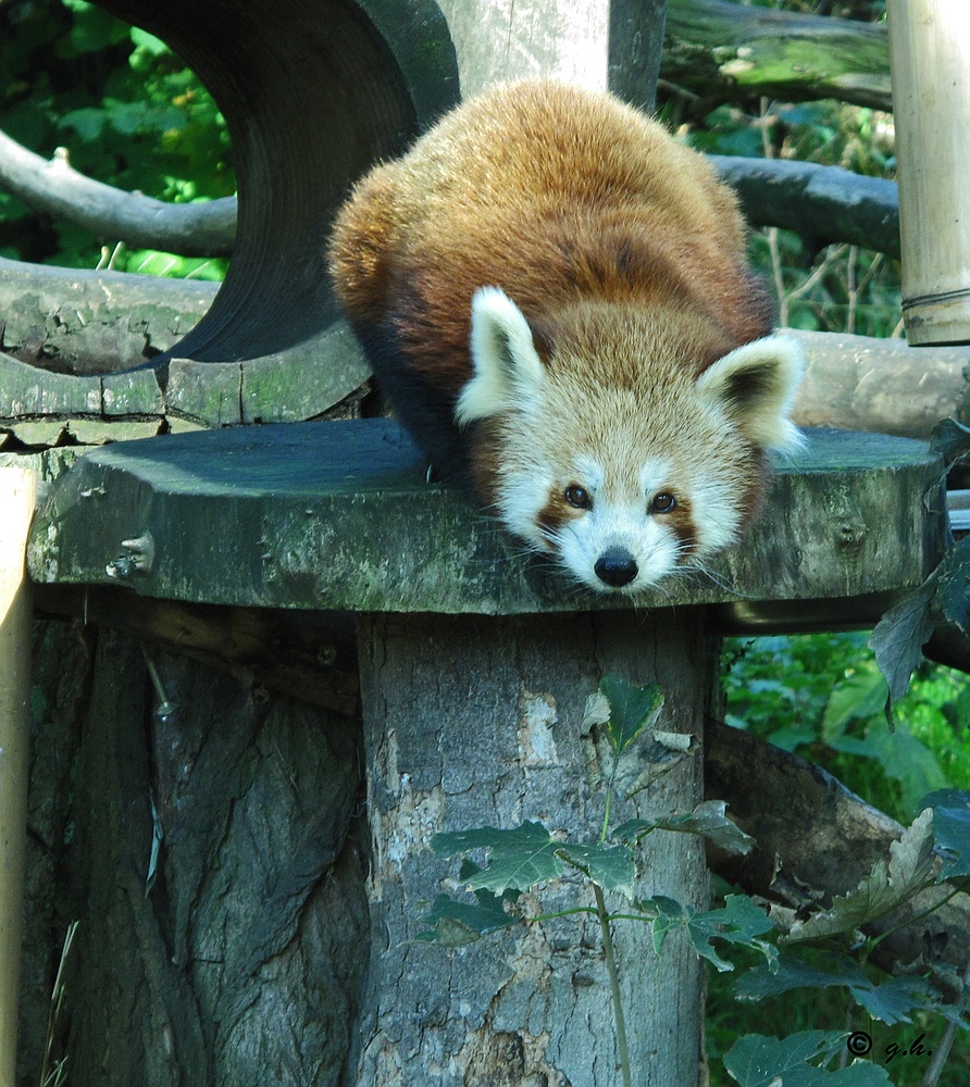 "Kleiner Panda"