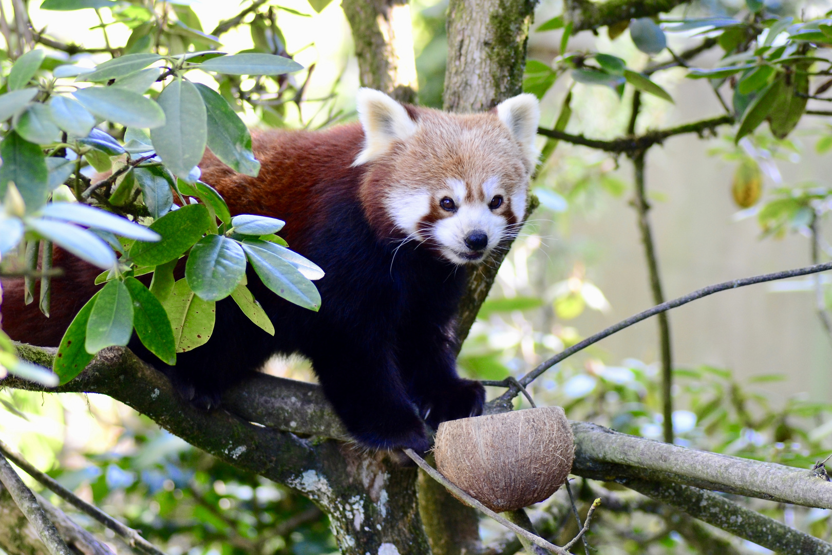 Kleiner Panda