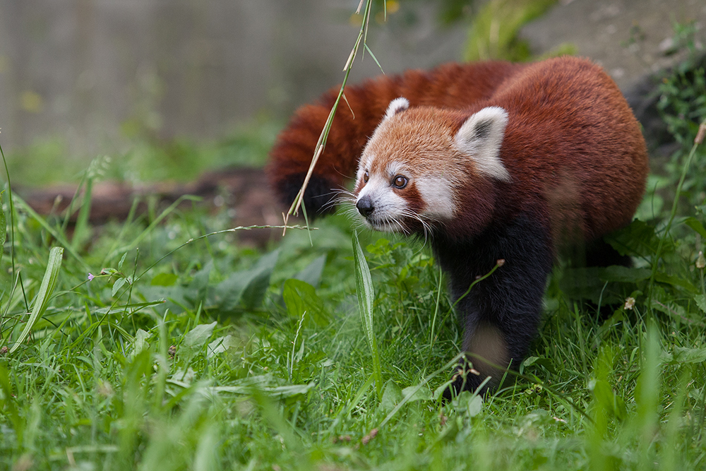 Kleiner Panda