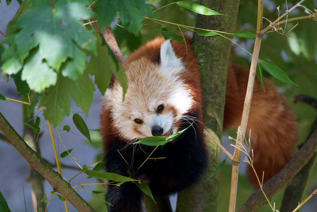 Kleiner Panda