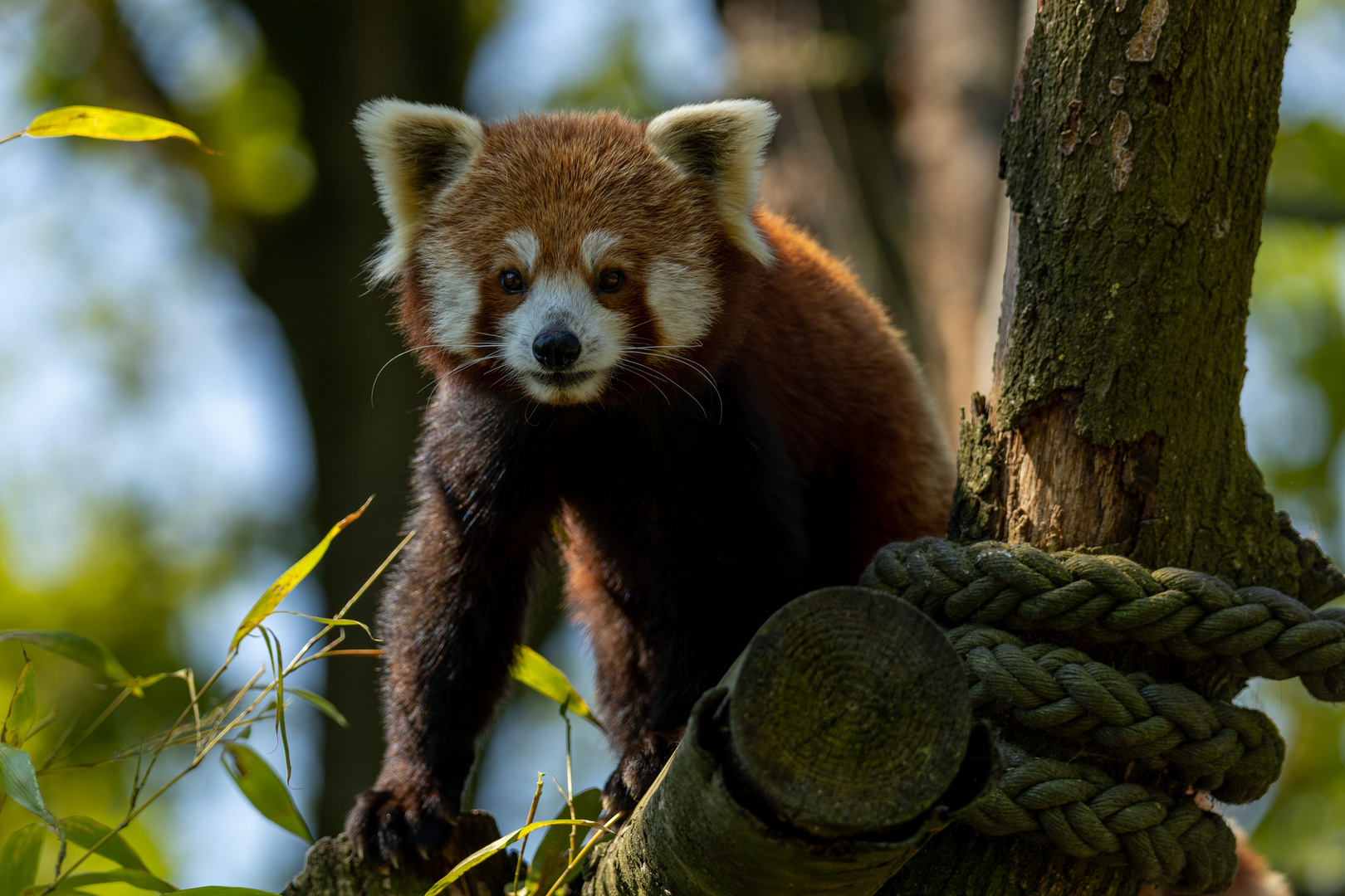 kleiner Panda