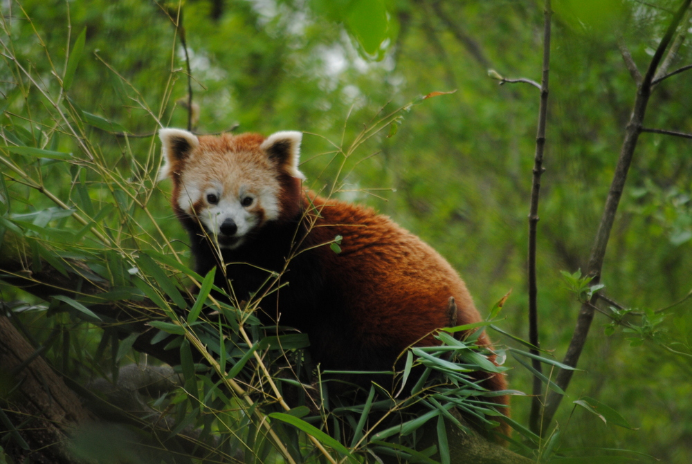 Kleiner Panda