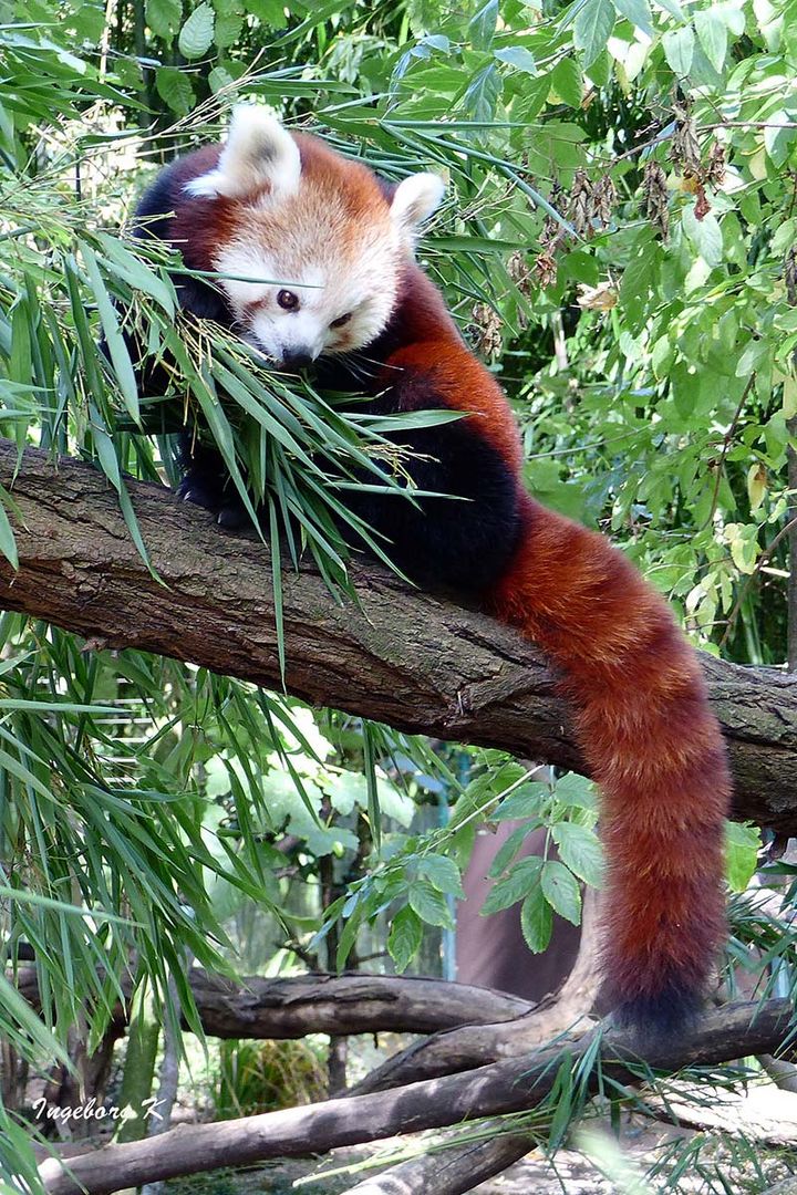 Kleiner Panda erkundet die Umwelt - Zoo Duisburg