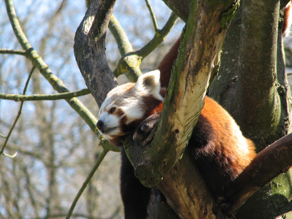 kleiner Panda....