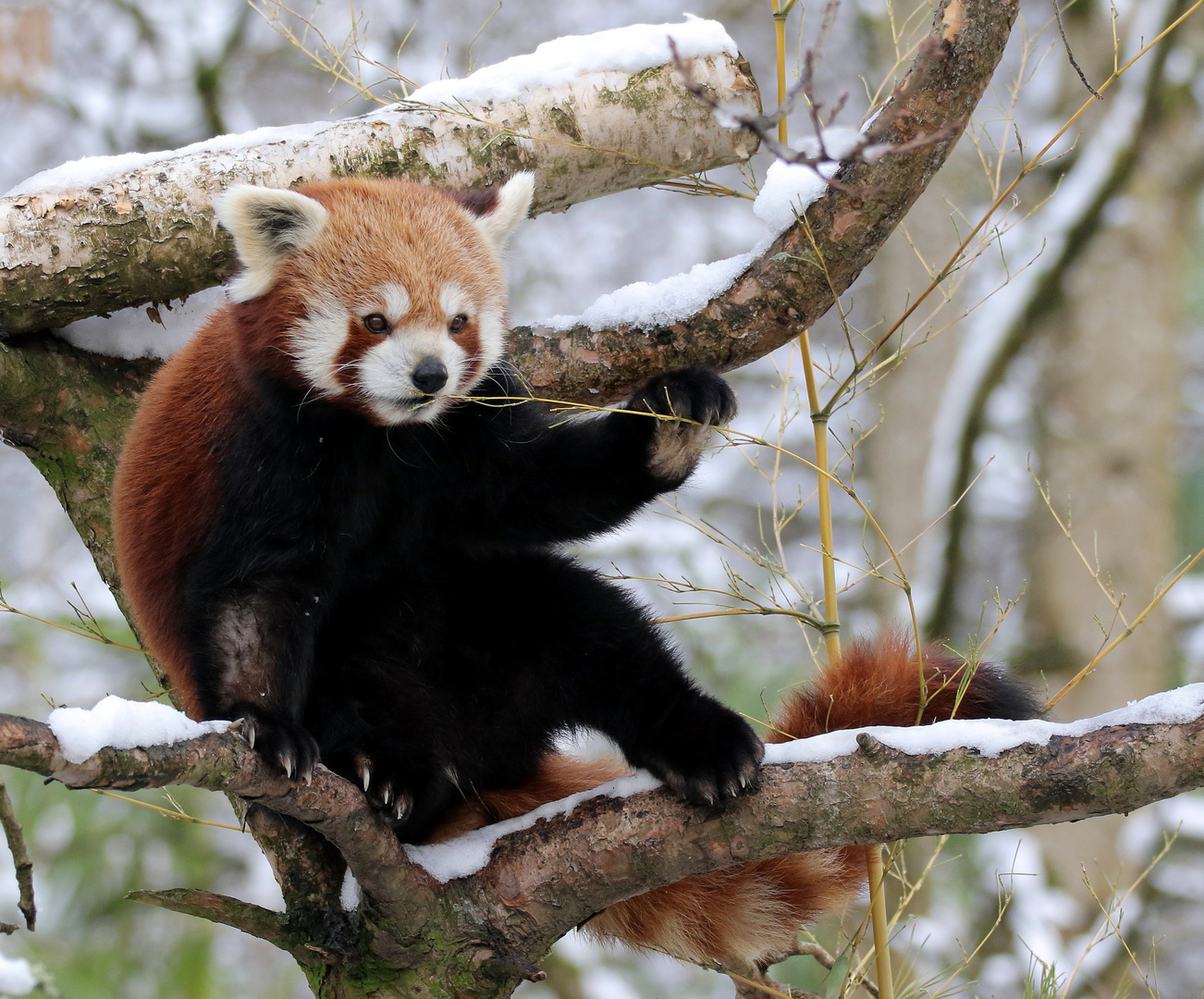 Kleiner Panda