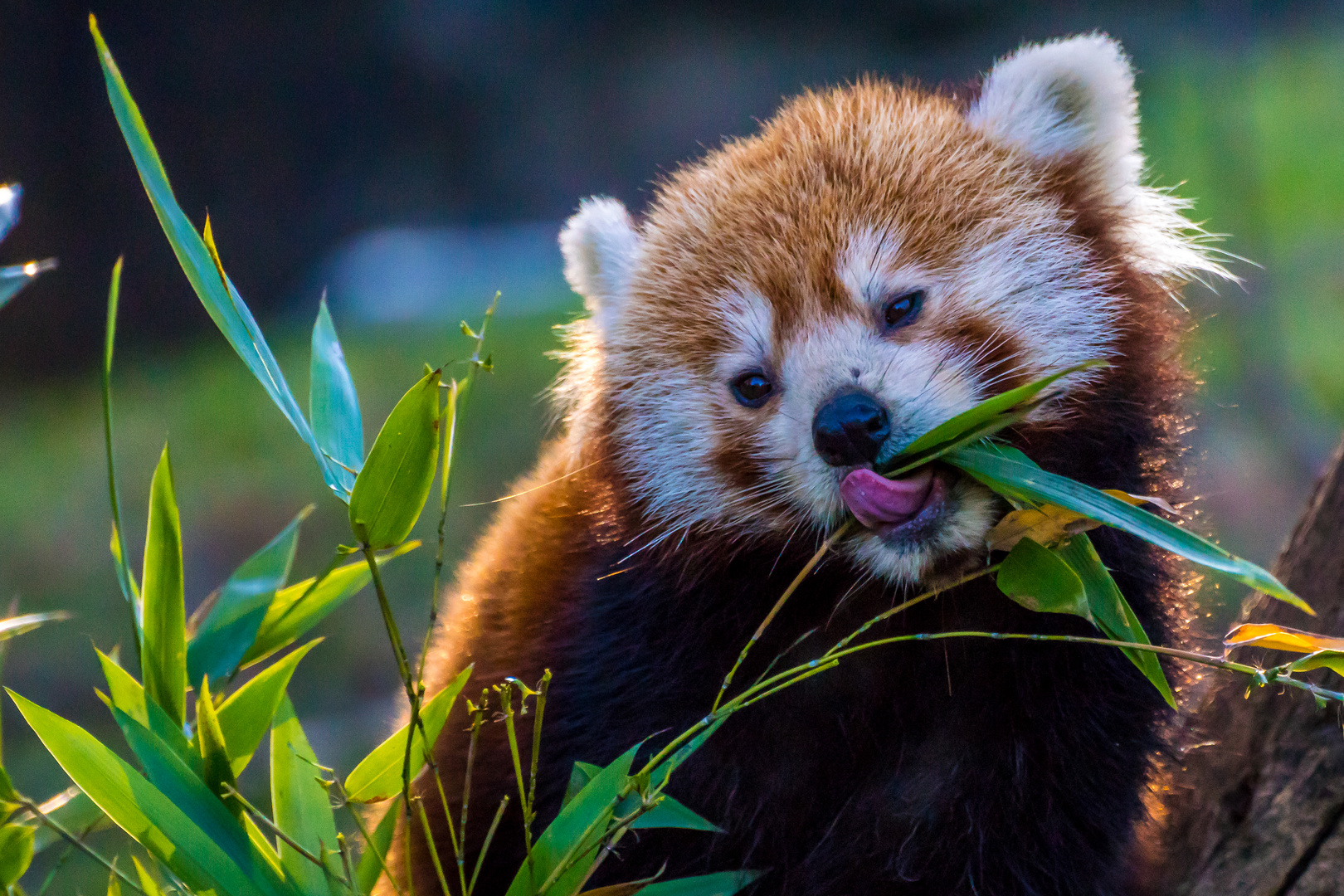 Kleiner Panda