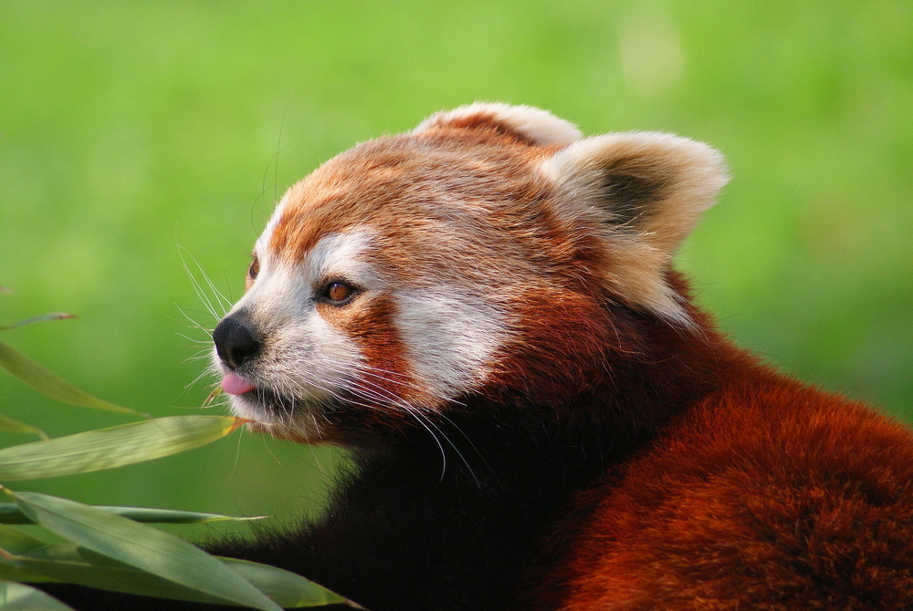 Kleiner Panda Foto & Bild | tiere, zoo, wildpark ...