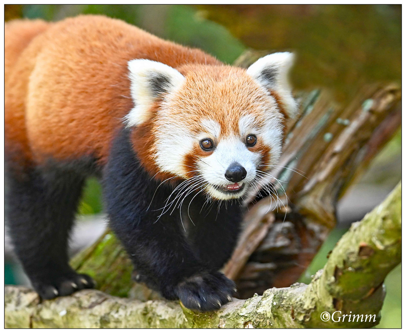 Kleiner Panda