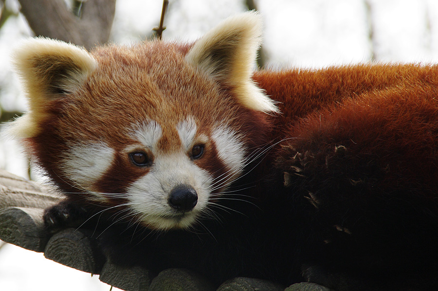 Kleiner Panda