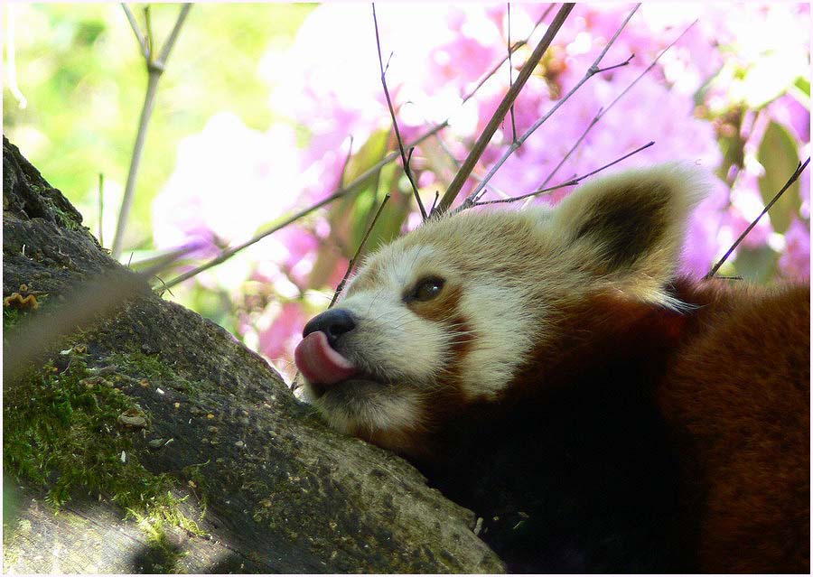 Kleiner Panda