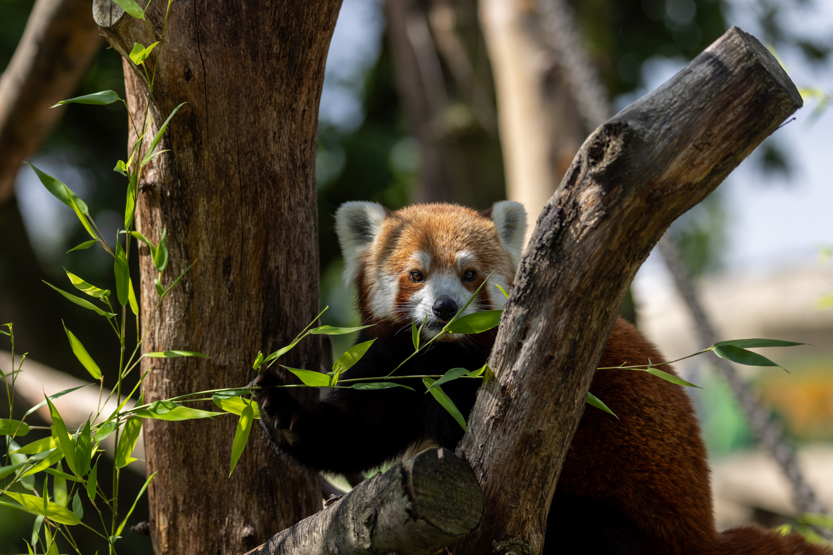 kleiner Panda