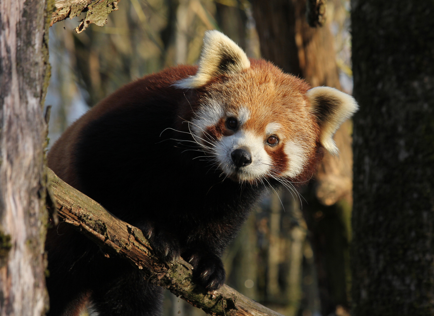 Kleiner Panda