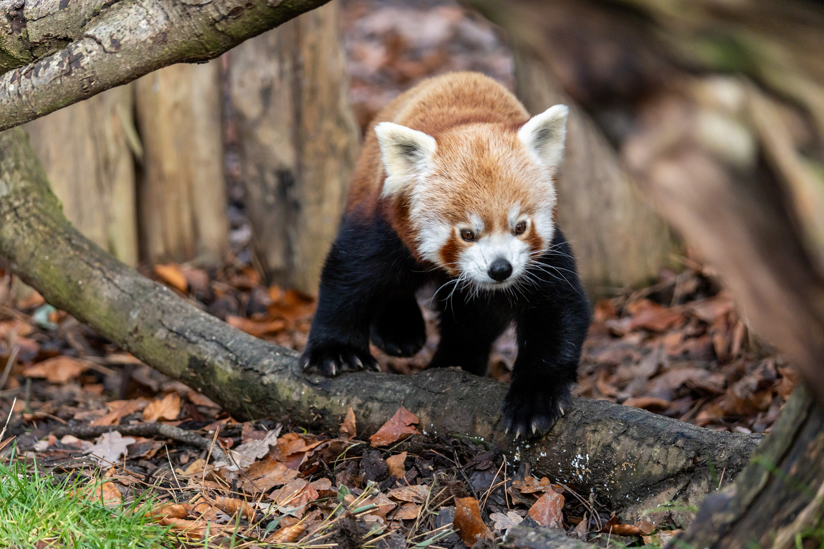 Kleiner Panda