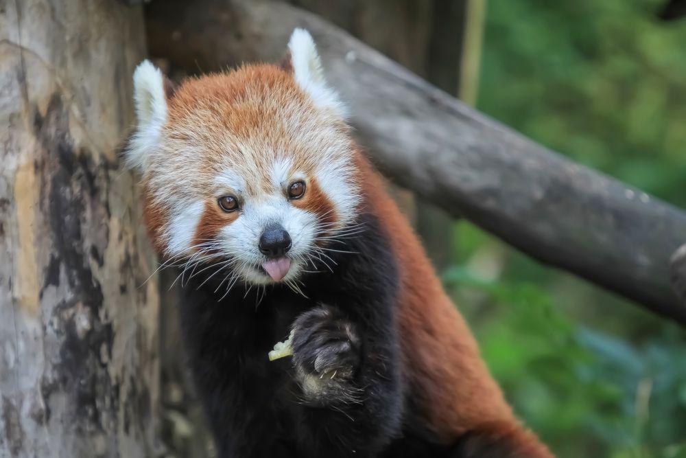 Kleiner Panda