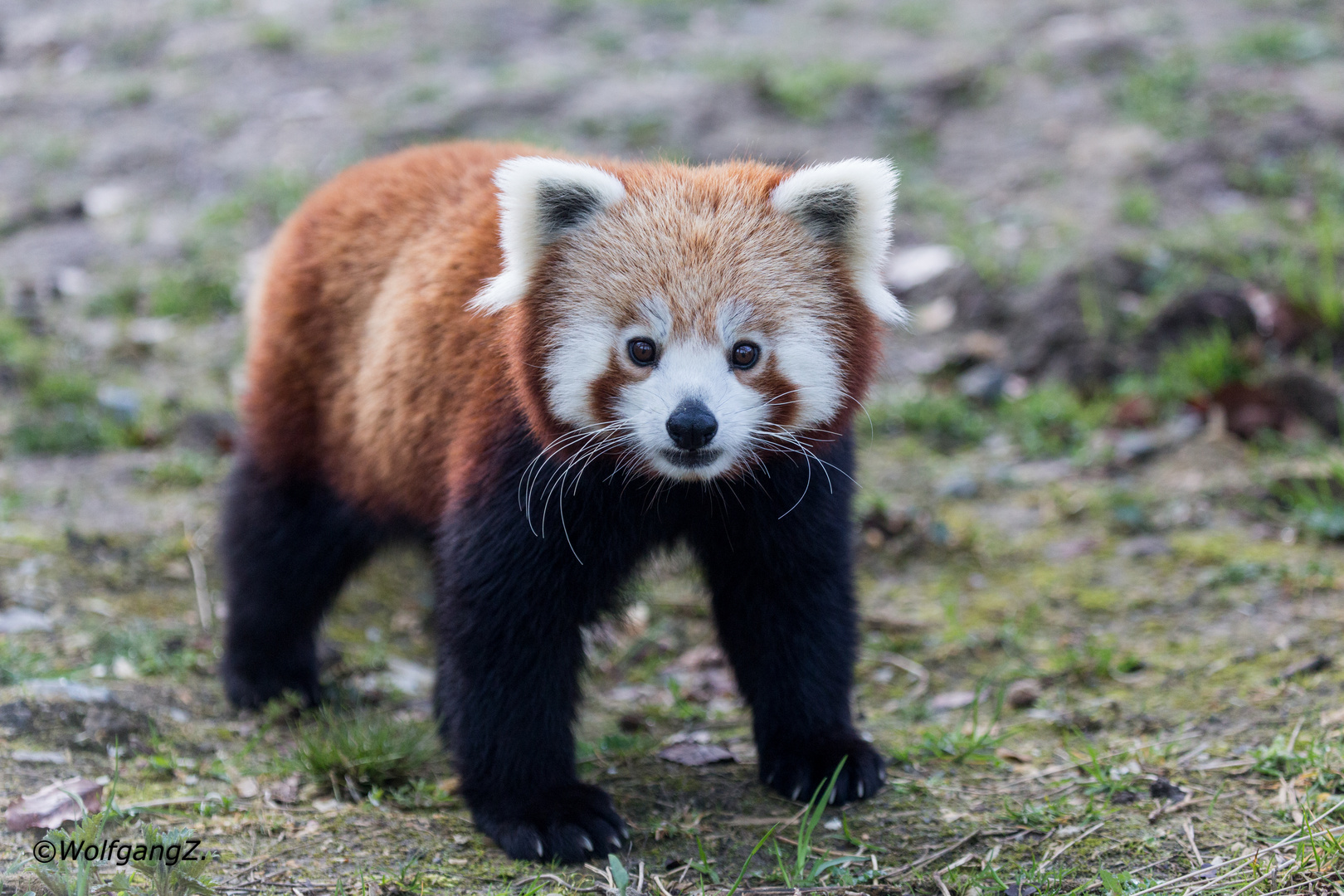 Kleiner Panda