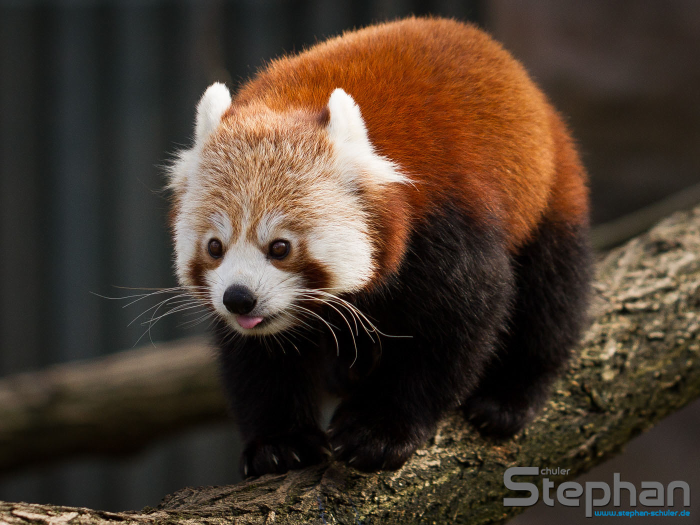 Kleiner Panda - Firefox