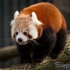 Kleiner Panda - Firefox