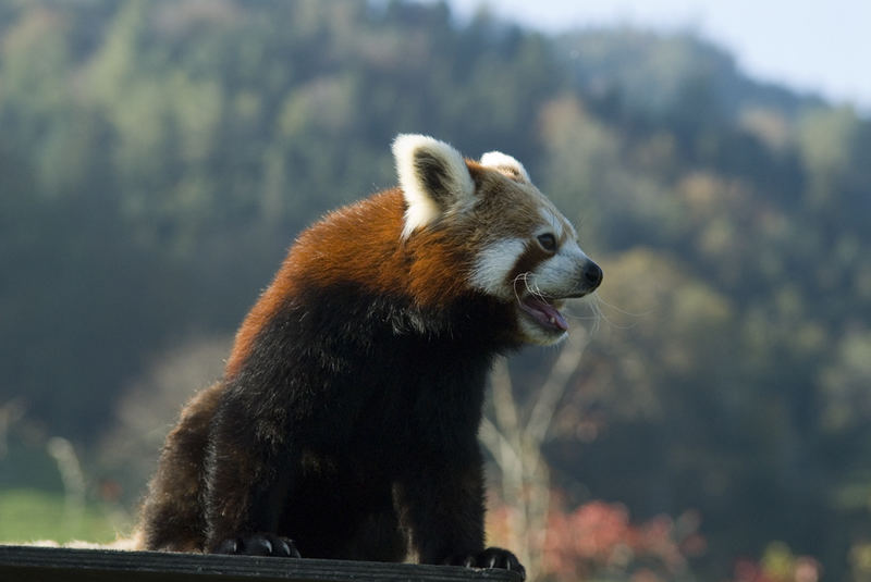 Kleiner Panda ganz gross