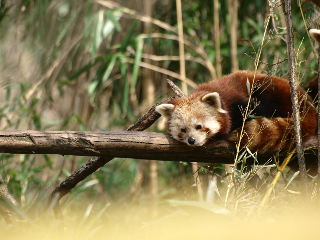 Kleiner Panda ganz groß