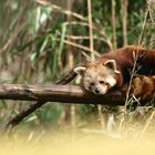 Kleiner Panda ganz groß