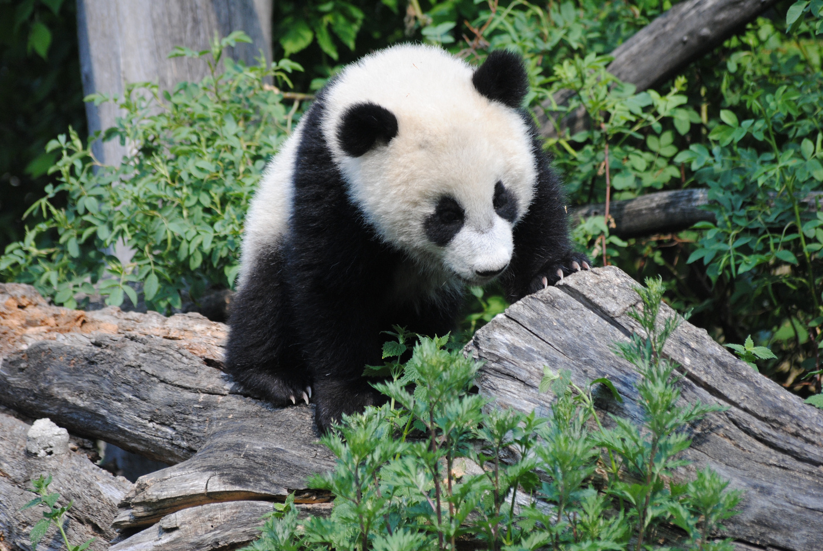 Kleiner Panda ganz groß