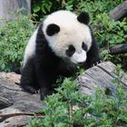 Kleiner Panda ganz groß