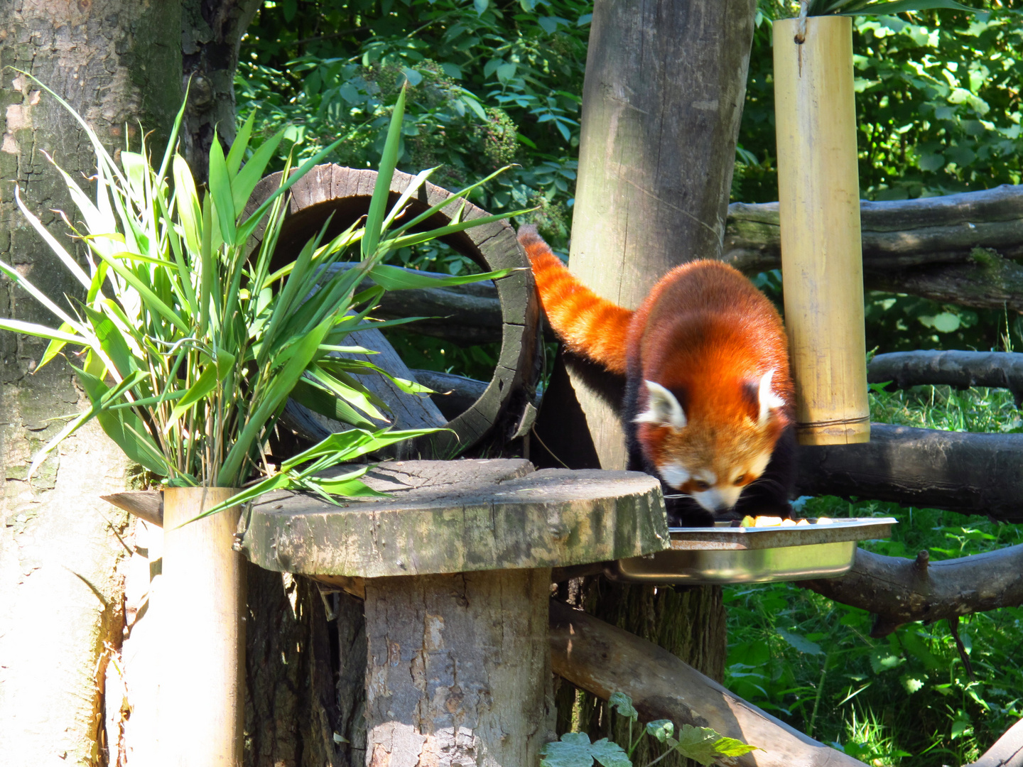 Kleiner Panda... ganz in rot