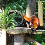 Kleiner Panda... ganz in rot